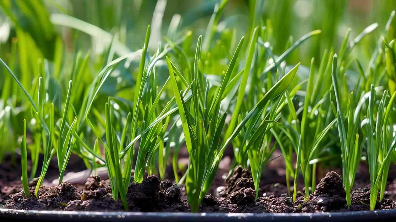 发财树繁殖方法图解大全_发财树最简单的扦插方法