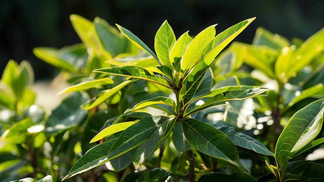 鱼腥草的种植时间和方法