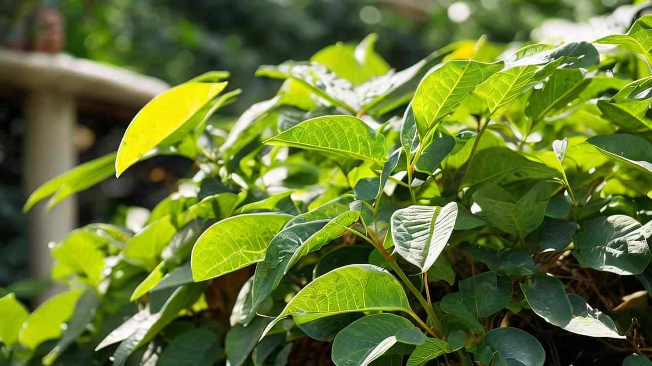 2018年6月19日河南郑州地区花生价格