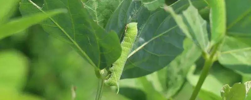 蔬菜老化苗的管理方法