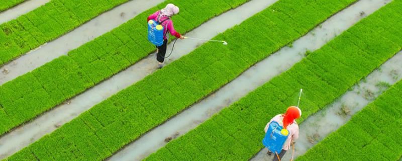 石松属于什么植物类型