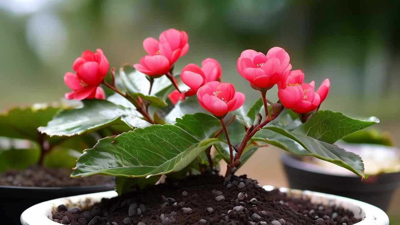 龟甲冬青病虫害，龟甲冬青病虫害防治方法