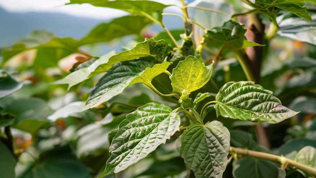 鱼腥草的种植时间和方法